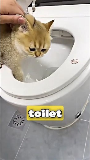 KUCING MOGOK MINUM?! TRIK TOILET MINI & GALON INI BIKIN NGAKAK 😂🐱