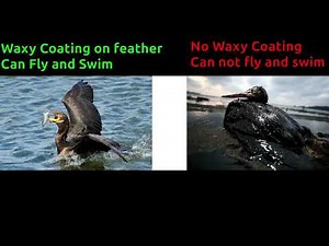 Effect of Pollution on Environment