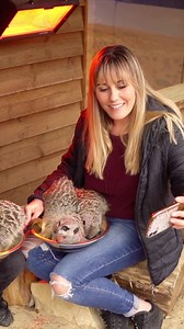 12K views · 185 reactions | Meet the Meerkats this Mother’s Day!  USE CODE: ‘MD24’ for 15% OFF our Meet the Meerkats Experience!  Click the link to shop now!  www.hertfordshirezoo.com/experiences/animal-experiences/meet-the-meerkats/. #mothersday #mothersdaygift #meerkat #animals #experiences | Hertfordshire Zoo | Facebook