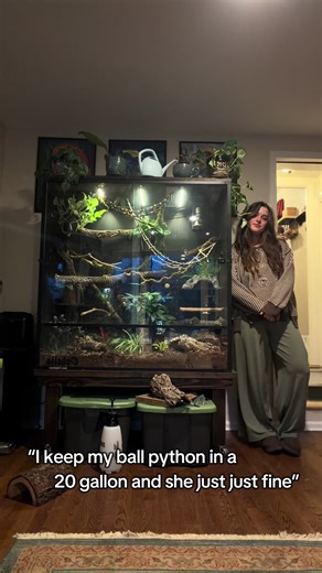 We spoil our pets in this house!! In a @zenhabitats 4x2x4 enclosure! #ballpython #snake #fyp #reptile