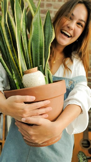 🌱 Arrosage simple, écolo & canon ? Zoom sur notre coup de cœur : la Oya en terre cuite 🫶 Ce petit réservoir autonome hydrate vos plantes à leur rythme, sans stress, ni gaspillage 🪴 Dans notre nouvel article de blog, on vous explique : - Ce qu’est une oya (et pourquoi c’est magique)✨ - Comment l’installer - Et pourquoi vos plantes vont l’adorer 💚 📌 Curieux·se ? Retrouvez l'article complet dans notre story à la une #oyaplante #ollaterrecuite #plantcare #lilimargaret #plantlovers #plantaddict 