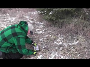 dirt hole set for coyotes