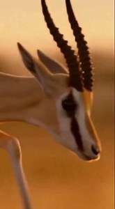 Cheetah vs Gazelle: The Fastest Chase on Earth