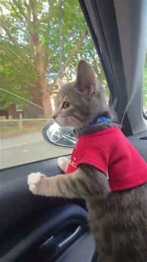 c'est magnifique vidéo chat nature top top vidéo