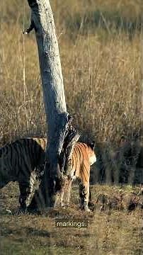 Tigers The Majestic Kings of the Jungle #kidslearning #wildlife #animalfacts #animals #facts