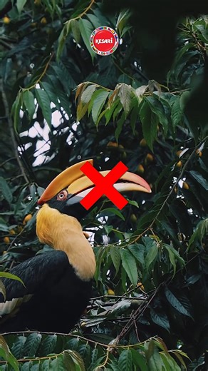 2.5K views · 23 reactions | ✨ Witness the “Festival of Festivals” in...