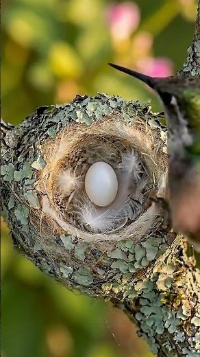 How a Hummingbird Builds the World's Smallest Nest #Ovenbird #BirdNest #NestBuilding #timelapse