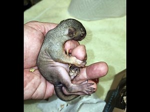 Orphaned 3 1/2 Week Old Squirrel On The Way To Rehabber