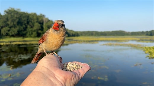 71K views · 5.3K reactions | The Queen of the Boardwalk, a Northern Cardinal, visits the Hand of Snacks. While the Queen is dining a female Red-winged Blackbird makes a quick stop to grab a peanut. | Jocelyn Anderson Photography | Facebook