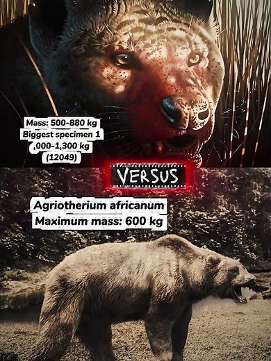 Megistotherium vs Bears #prehistoric #shorts #dinosaur #vs #1v1 #animals #megistotherium #bear
