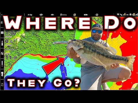 Where Do Bass Go In Fall? (And The Best Tricks To Catch Them)