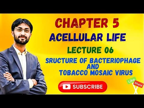 Structure of Bacteriophage |Class 11| MDCAT