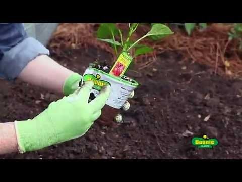 How to Plant Peppers