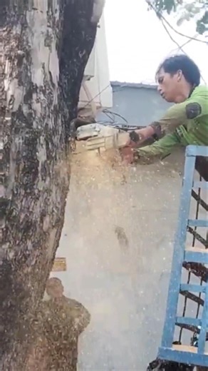 🌳cut down trees Technique #shortvideo #treecutting #woodworking