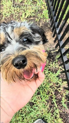 Puppy Snitches On Siblings For Escape Attempt