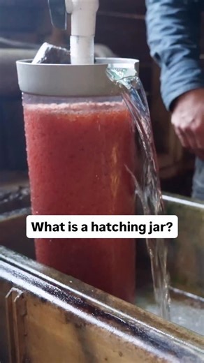 Hatchery equipment is simple in and of itself, but using the different pieces of gear requires some level of expertise to be used effectively. For example, with the hatching jar, if the water pressure is too low, the eggs won’t stay aerated. Too high of pressure and the eggs will die as they begin to hatch. 🐣 Even sweeping the troughs, if you sweep too fast, and at the wrong angle, newly hatched fish will get caught in the bristles and die. The eggs are very fragile and attention to detail is r