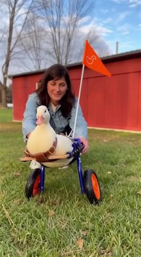 Willow the Explosive Duck #duck #homestead #boom #skibidi #ducktok