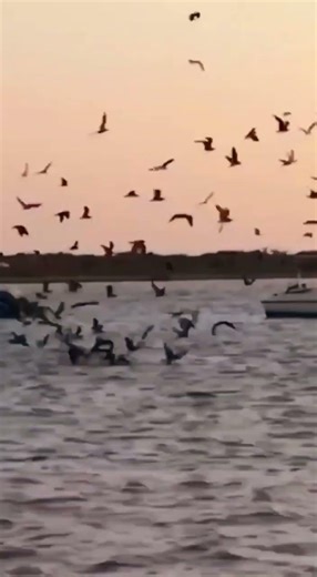 Birds chasing every bite in the waves! 🌊 #birdfeeding #seabirds #foodhunt #wavesandwings #nature