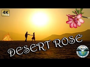 DESERT ROSE - Sting & Cheb Mami | 2022 | 4K UHD | Music Clip