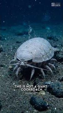 The Cockroach Of The Sea | Giant Isopod