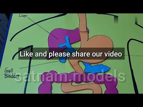 How to make Digestive system model || 3d digestive system || science project digestive system