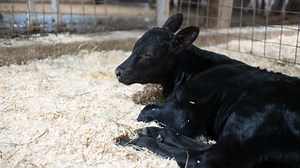 Genetic crossing of beef and dairy cows becoming popular among dairy farmers