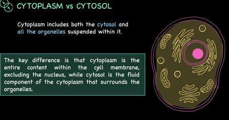 Cytoplasm