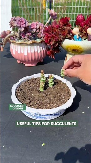 How to Propagate Succulents by Cuttings (Step-by-Step!) 🪴✂️