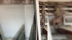 Dog? Furless civet cat? Alien! Strange animal seen in Bihar's Muzaffarpur poses baffling mystery