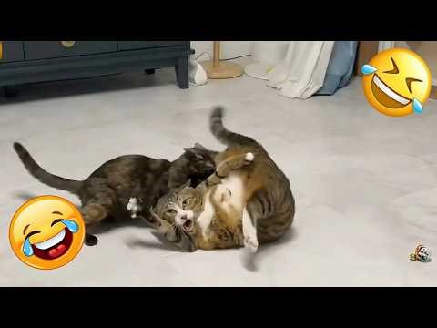 Best Funny Cat and Dog Fails #6 | Try Not To Laugh 2026