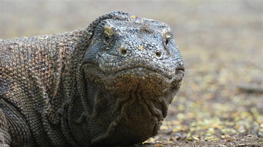 The Komodo Dragon: The World's Largest Lizard, Up Close