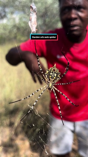 Discovering the Garden Orb Web Spider