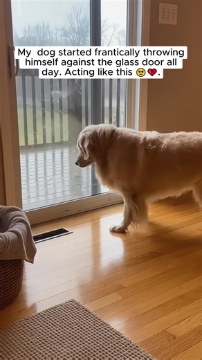 I grabbed my phone to record because I didn’t understand what was happening. Every time his head hit the glass, his cries grew louder. More frantic. It looked like he was trying to break out. My heart sank. I thought it was a neurological episode. In the US, thousands of senior dogs are surrendered every year because health crises are mistaken for “bad behavior.” 🐕 Then I looked past him. Into the backyard. Smoke was pouring out of the crawl space of our guest house. 🔥 My dad was sleeping insi