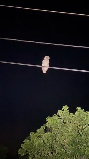 Beautiful creatures  #fyp#owl#wildlife#nature#lauraoutdoorz#bird#florida#nature#everglades#BigInkEnergy#SplashSummerVibe#beautiful#foryoupage | Lauraoutdoorz | Facebook