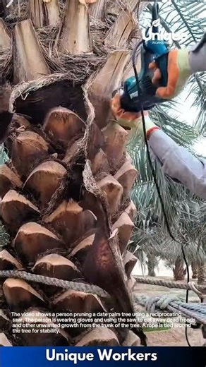 Date Palm Tree Pruning: Using a Reciprocating Saw