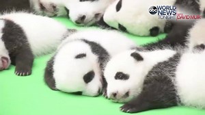 315K views · 7.4K reactions | PANDAMONIUM: Twenty-three panda cubs...