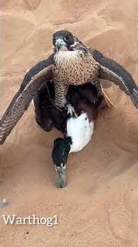 Eagle attacking my duck