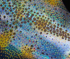 Fantastic Phore: A Look Into Cephalopods Color Changing Superpowers!