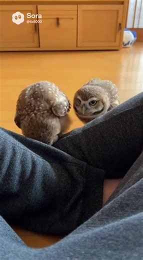 穴があったら入りたいアナホリフクロウ