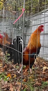 1.5K views · 99 reactions | Pure kelso | R and R gamefowl of Alabama | Facebook