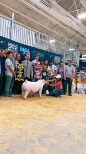 Big congratulations to Corbin Coyle on Reserve Champion Overall Barrow with his Chester White at The Exposition!!#resultsmatter | Rule Supplements Rival Show Feeds