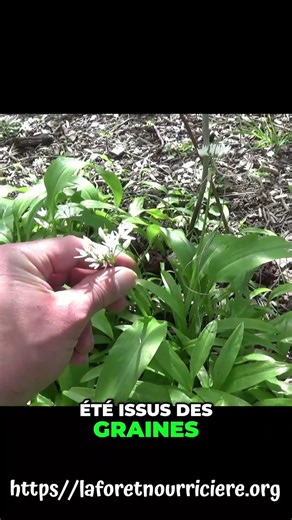 L'Ail des Ours : Comment l'installer rapidement #shorts