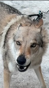 Ever wondered what a Czechoslovakian Wolfdog looks like? 🐺 Created in Czechoslovakia by crossing German Shepherds with Carpathian wolves, this breed is loyal, athletic, and incredibly wolf-like. Watch as I meet one on the street and capture some slow-motion shots! #CzechoslovakianWolfdog #Wolfdog #HuskyVsWolfdog #DogLovers #WolfLikeDog | Siberian Huskies World