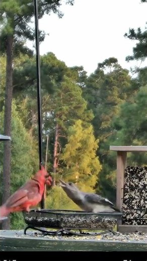 Peekaboo → Sneak Attack! 🐦 Cardinal & a Woodpecker