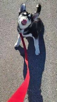 zero leash walking
