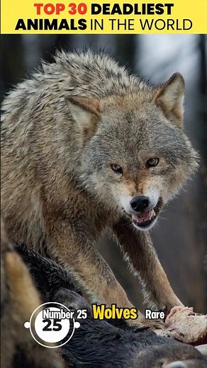 Top 25–21 Deadliest Animals in the World 2025 🦂 | Nature’s Hidden Killers (Part 2)