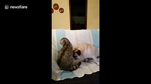 This pug and cat really love each other