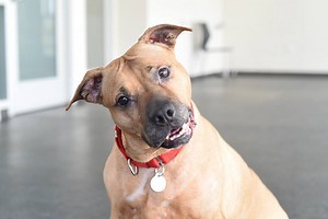 116K views · 461 shares | Rescued from cruelty, Viola has made an...