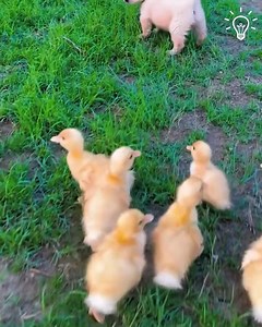 574K views · 6.8K reactions | The cutest thing you'll see today!  | Things Easier | Facebook