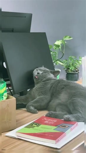 Sleeping Beauty: Adorable Cat Moments